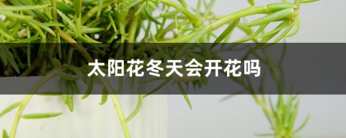 太阳花冬天会开花吗，太阳花冬天怎么养