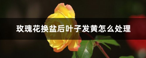 玫瑰花换盆后叶子发黄怎么处理，换盆以后不发新枝怎么办