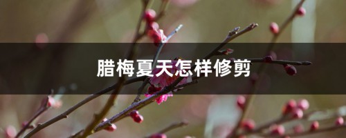 腊梅夏天怎样修剪