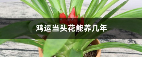 鸿运当头花能养几年，开完花怎么养