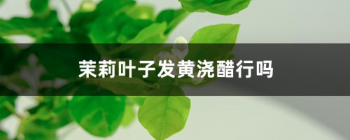 茉莉叶子发黄浇醋行吗