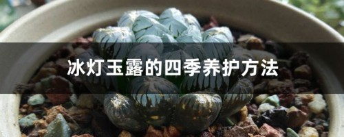 冰灯玉露的四季养护方法