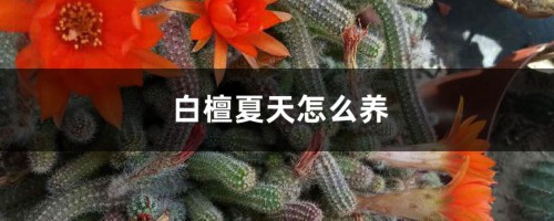 白檀夏天怎么养